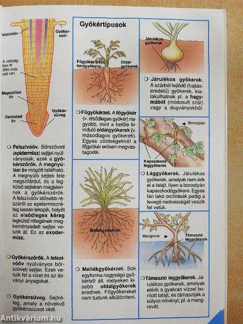 Park-Usborne Biológia Enciklopédia