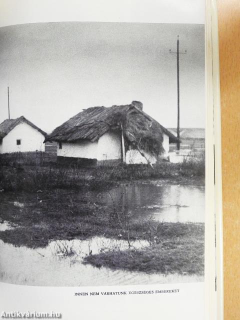 Erdőháton, Nyíren (dedikált példány)