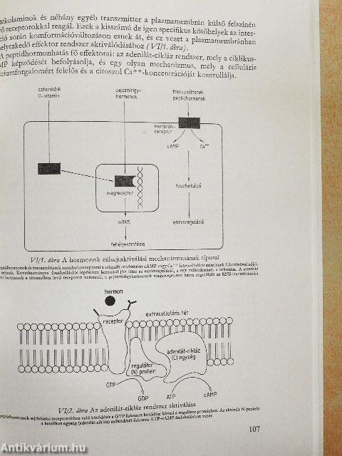 Az orvostudomány aktuális problémái 54.