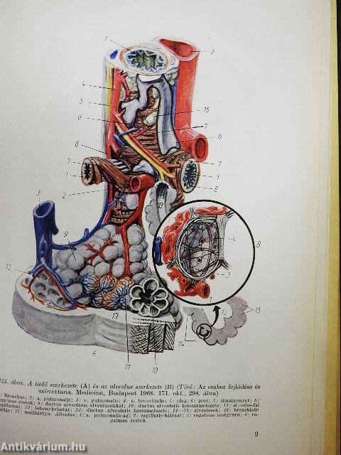 Élettan, kórélettan