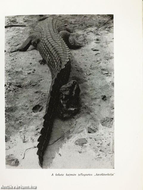 Ahol az ösvény véget ér