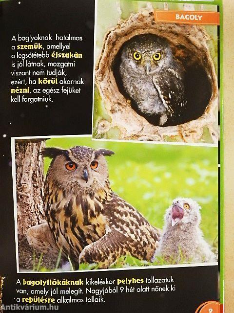 Disney Állati Szafari 12.