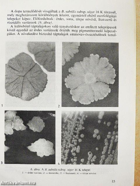 Aerob spóraképző baktériumok