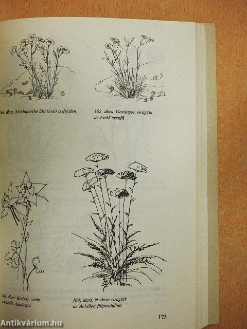 A családi ház kertje