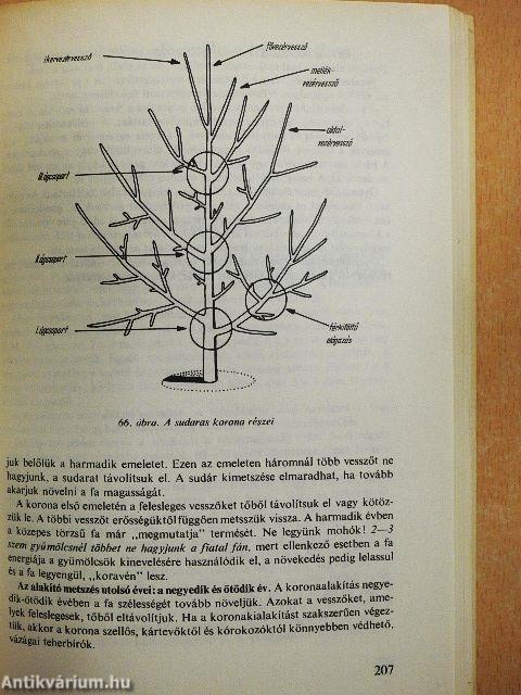 Gyümölcstermesztés házi- és háztáji kertekben