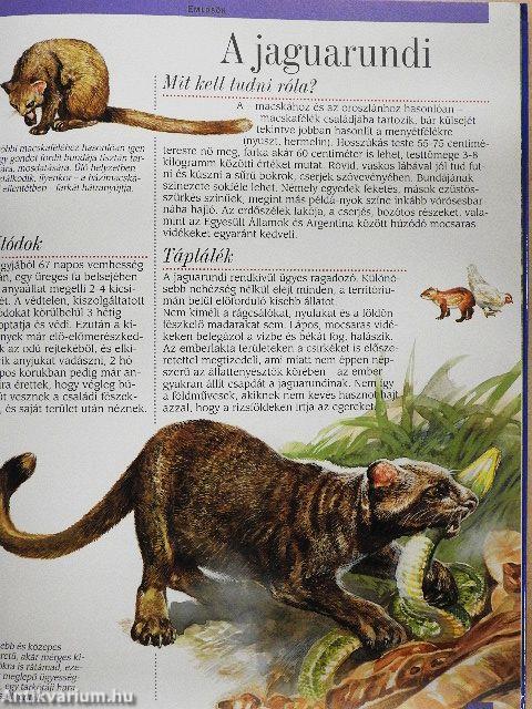 Amazónia állatvilága