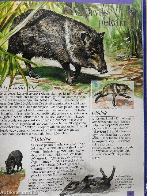 Amazónia állatvilága