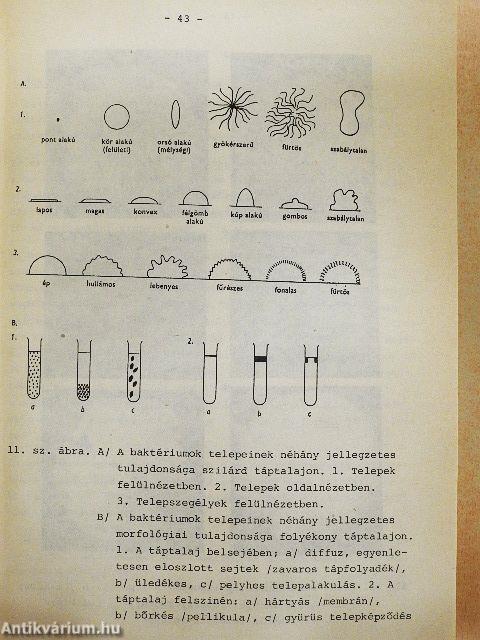 Általános mikrobiológia parazitológia