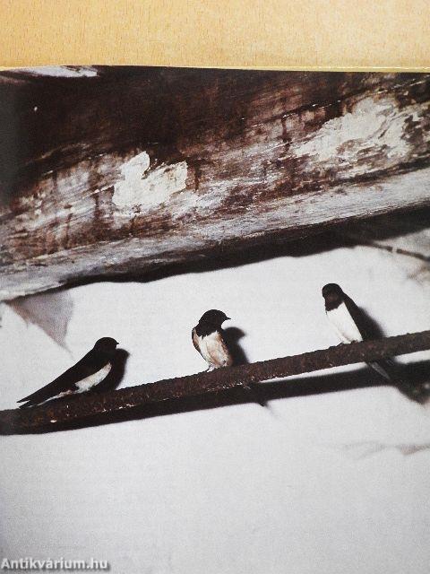 Fecskét látok, szeplőt hányok