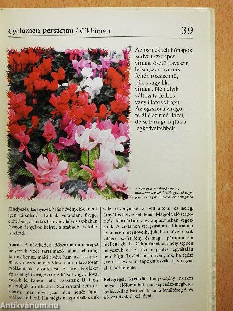 Növények a lakásban