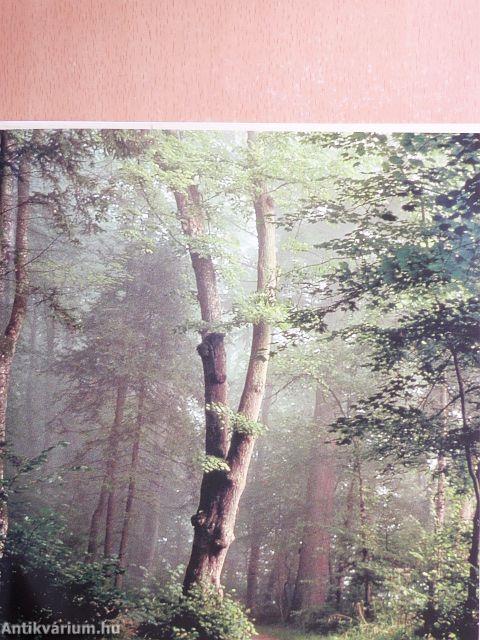 Gyors meditáció a feszültség enyhítésére