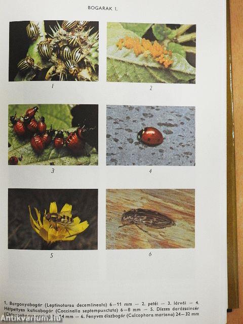 Biológiai lexikon 1-4.