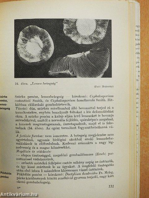 Gombatermesztési útmutató