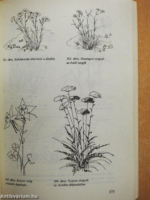 A családi ház kertje