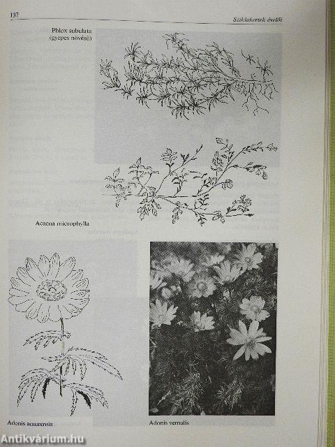 Évelő dísznövények termesztése