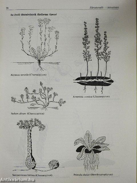 Évelő dísznövények termesztése