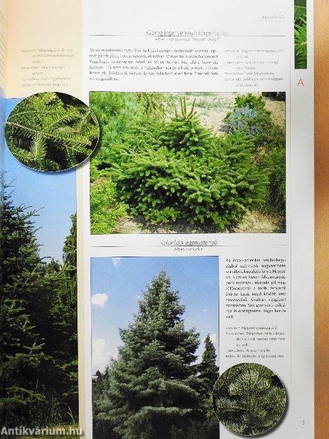 Nagy fenyő és örökzöld lexikon