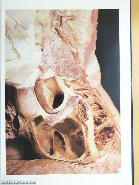 Atlas anatomiae II. (töredék)