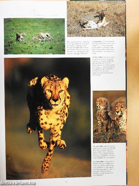 A világ legszebb nemzeti parkjai