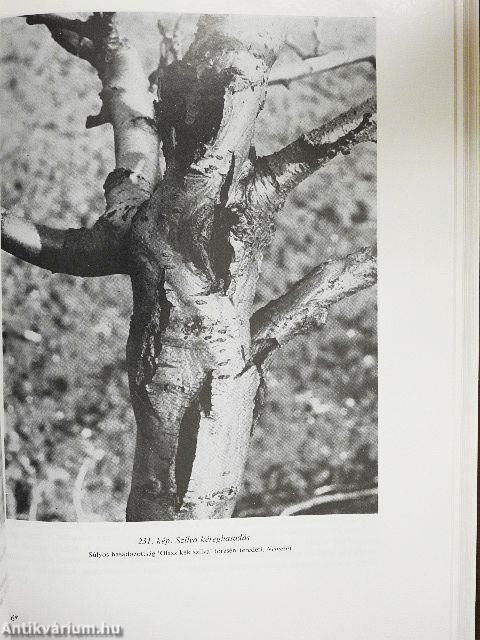 Gyümölcsfák vírusos, mikoplazmás és rickettsiás betegségei