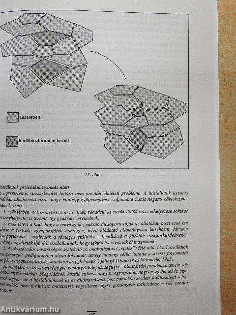 Stressz, agresszió, siker