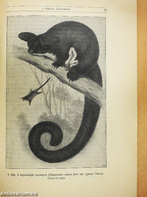 A repülő állatokról