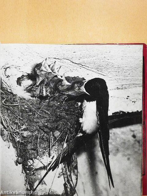 A természet öröknaptára