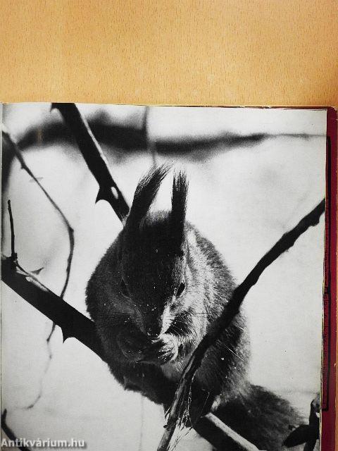 A természet öröknaptára