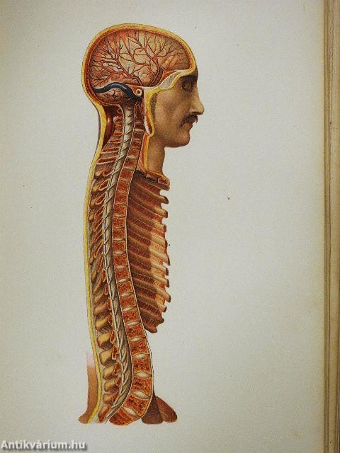 Az ember testi és lelki élete, egyéni és faji sajátságai (rossz állapotú)