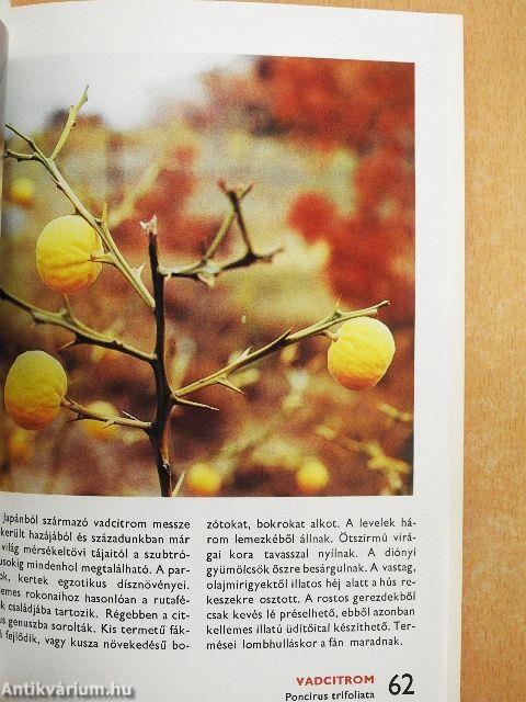 A déligyümölcsökről