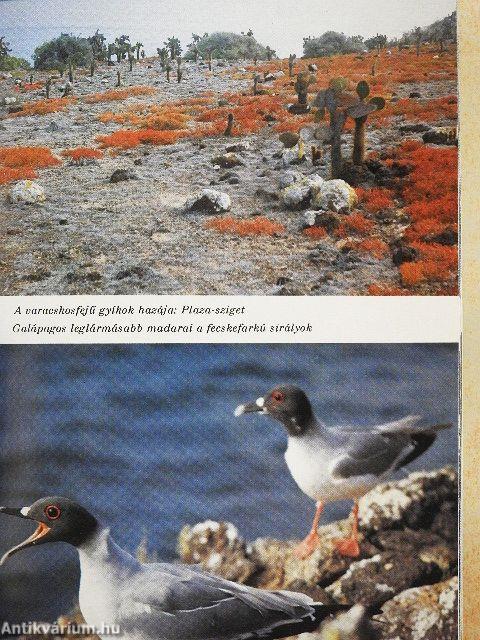 Galápagos, az elefántlábúak szigetei