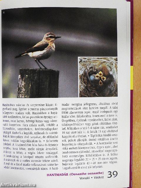 Kertek, parkok madarai