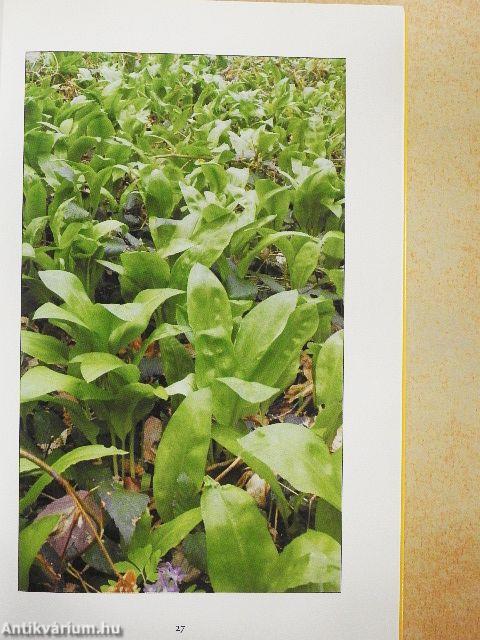 Orfűi medvehagyma kincseskönyv