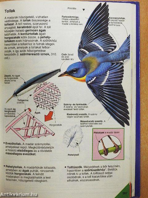 Képes Usborne enciklopédia