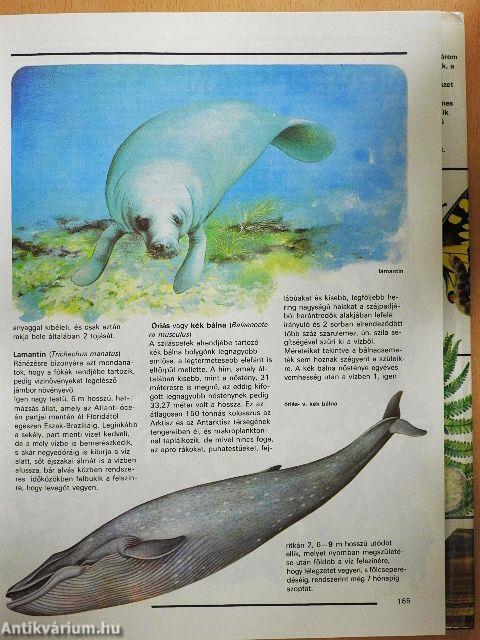 Ezerarcú természet