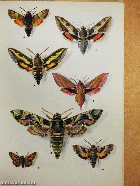 A természet képekben