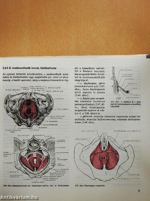 Szülészet-nőgyógyászat 1-3.