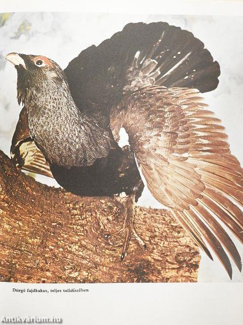 Élet a mikroszkóp alatt