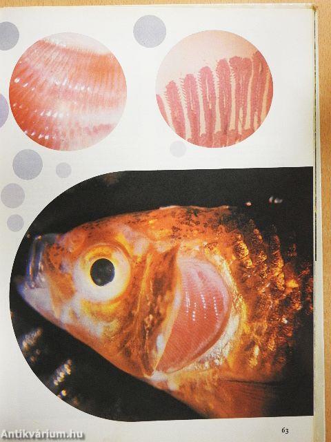 Élet a mikroszkóp alatt