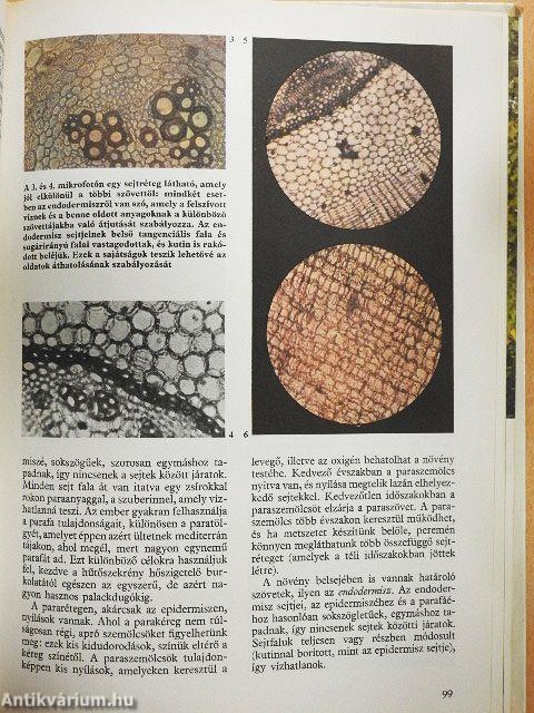 Élet a mikroszkóp alatt