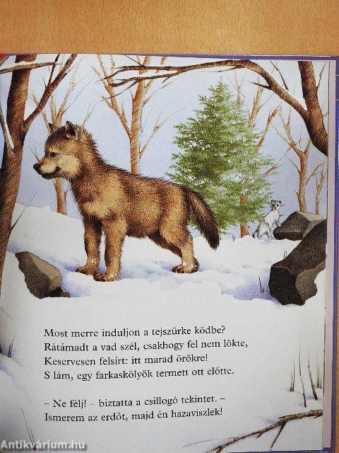 Berci mackó barátkozik