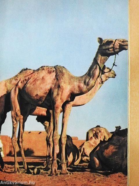 Afrika kincsei