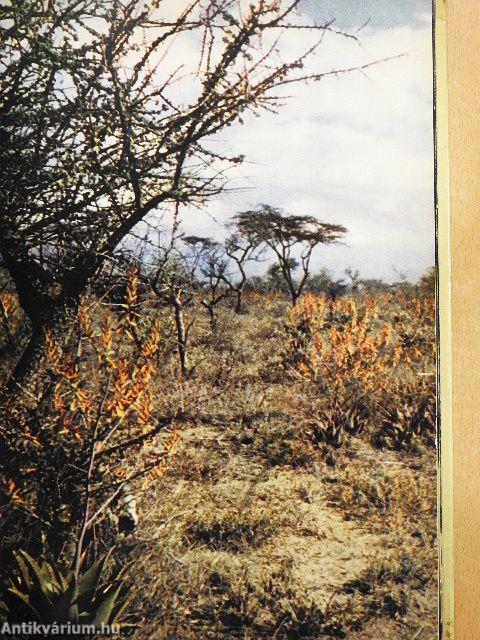 Afrika kincsei