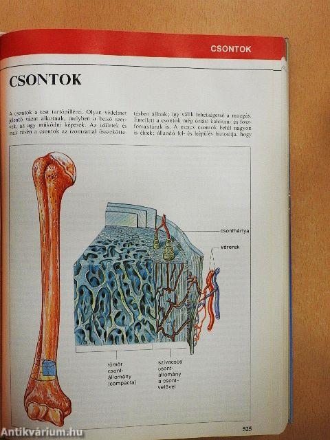 Nagy egészségkönyv