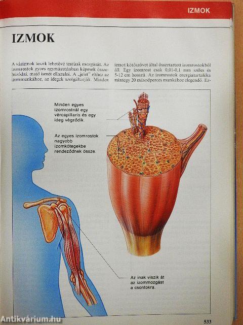 Nagy egészségkönyv