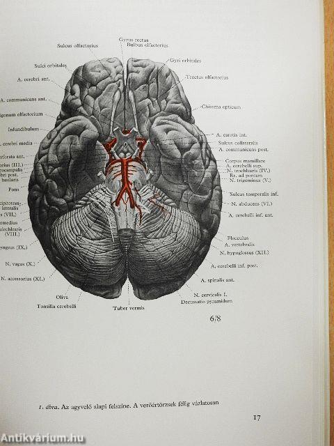 Az agyvelő boncolása