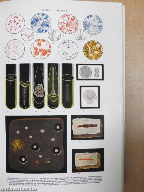 Gutenberg Nagy Lexikon 1-10.