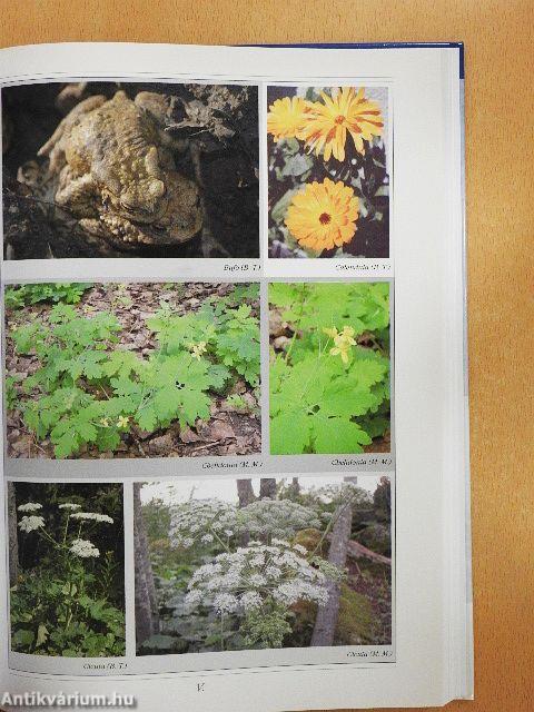 A homeopátia kézikönyve