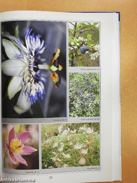 A homeopátia kézikönyve