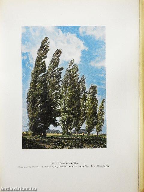 Gyöngyvirágtól lombhullásig